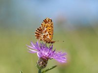 Boloria dia 6, Akkerparelmoervlinder, male, Saxifraga-Arthur van Dijk