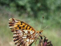 Boloria dia 7, Akkerparelmoervlinder, Saxifraga-Mireille de Heer