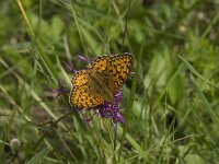 Boloria euphrosyne 23, Zilvervlek, Saxifraga-Jan van der Straaten