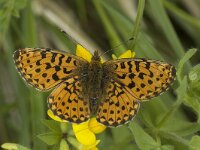 Boloria euphrosyne 5, Zilvervlek, female,Saxifraga-Jan van der Straaten