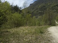 Boloria euphrosyne 9, Zilvervlek, habitat, F, Isere, Miribel-Lanchatre, Saxifraga-Marijke Verhagen