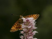 Boloria graeca 1, Balkanparelmoervlinder, Vlinderstichting-Kars Veling