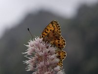 Boloria graeca 2, Balkanparelmoervlinder, Vlinderstichting-Kars Veling