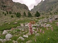 Boloria graeca 4, Balkanparelmoervlinder, Vlinderstichting-Kars Veling