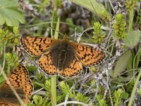 Boloria napaea 18, Bergparelmoervlinder, Saxifraga-Willem van Kruijsbergen