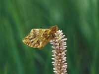 Boloria napaea 4, Bergparelmoervlinder, Vlinderstichting-Kars Veling