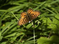 Boloria titania 3, Titania s parelmoervlinder, Saxifraga-Jan van der Straaten