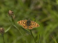 Boloria titania 7, Titania s parelmoervlinder, Saxifraga-Jan van der Straaten