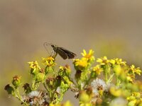 Borbo borbonica 3, Borbodikkopje, Saxifraga-Dirk Hilbers
