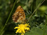 Brenthis daphne 16, Braamparelmoervlinder, Saxifraga-Jan van der Straaten