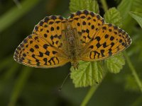 Brenthis daphne 8, Braamparelmoervlinder, female, Saxifraga-Jan van der Straaten