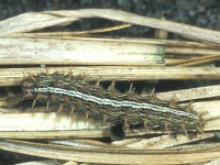 Brenthis ino 2, Purperstreepparelmoervlinder, sunbathing, Saxifraga-Frits Bink