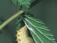 Brenthis ino 6, Purperstreepparelmoervlinder, Saxifraga-Frits Bink
