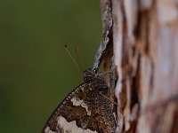 Brintesia circe 16, Witbandzandoog, Vlinderstichting-Albert Vliegenthart