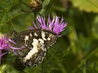 Brintesia circe 21, Witbandzandoog, Saxifraga-Jan van der Straaten