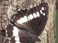 Brintesia circe 3, Witbandzandoog, male, Saxifraga-Frits Bink