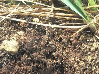 Brintesia circe 4, Witbandzandoog, pupa, in underground hole, Saxifraga-Frits Bink