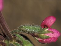 Cacyreus marshalli, Geranium Bronze