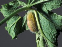 Cacyreus marshalli 2, Geraniumblauwtje, Saxifraga-Frits Bink