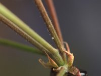 Cacyreus marshalli 3, Geraniumblauwtje, Vlinderstichting-Kars Veling