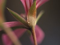 Cacyreus marshalli 4, Geraniumblauwtje, Vlinderstichting-Kars Veling