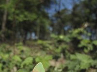 Callophrys rubi 27, Groentje, Saxifraga-Rob Felix : Animalia, Arthropoda, Insecta, Lepidoptera, Project Natuurbalans, animal, arthropod, butterfly, dier, dieren, geleedpotige, geleedpotigen, insect, insecten, vlinder, vlinders