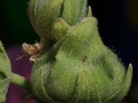 Carcharodus alceae 1, Kaasjeskruiddikkopje, Vlinderstichting-Kars Veling