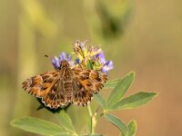 Mallow Skipper Basking on Clover Plant  The Mallow Skipper (Carcharodus alceae) is a butterfly of the family Hesperiidae. It is found in Southern and Central Europe, northern Africa, and in Central Asia : alceae, background, beautiful, beauty, biology, blossom, bright, brown, butterfly, carcharodus, closeup, collection, dreams, environment, flower, flying, grace, green, hesperiidae, hopper, image, insecta, insects, inspiration, kaasjeskruiddikkopje, lepidoptera, life, lightness, macro, malvendickkopffalter, nature, ornamental, petal, pink, serene, skabiosenflockenblume, skipper, spotted, tenderness, tranquil, vibrant, wildlife, wings
