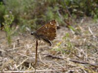 Carcharodus floccifera 2, Pluimdikkopje, Vlinderstichting-Henk Bosma