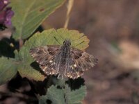 Carcharodus floccifera 5, Pluimdikkopje, Saxifraga-Frits Bink