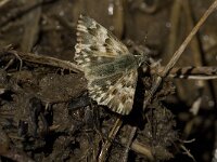 Carcharodus lavatherae 3, Andoorndikkopje, male, Saxifraga-Jan van der Straaten