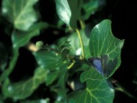 Celastrina argiolus 1, Boomblauwtje, Vlinderstichting-Kars Veling