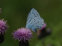 Celastrina argiolus 13, Boomblauwtje, Vlinderstichting-Albert Vliegenthart