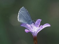 Celastrina argiolus 18, Boomblauwtje, Vlinderstichting-Kars Veling
