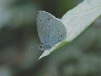 Celastrina argiolus 19, Boomblauwtje, Vlinderstichting-Henk Bosma