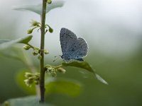 Celastrina argiolus 20, Boomblauwtje, Vlinderstichting-Henk Bosma