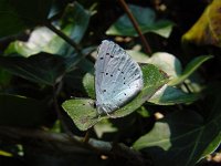 Celastrina argiolus 21, Boomblauwtje, Vlinderstichting-Henk Bosma