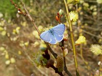 Celastrina argiolus 9, Boomblauwtje, male, Vlinderstichting-Henk Bosma