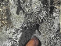 Chazara briseis 5, Heremiet, pupa, in underground hole, Saxifraga-Frits Bink