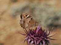 Chazara briseis 7, Heremiet, Vlinderstichting-Albert Vliegenthart