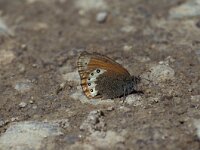 Coenonympha gardetta 3, Alpenhooibeestje, Vlinderstichting-Kars Veling