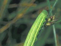 Coenonympha oedippus, False Ringlet