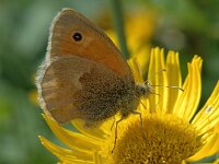 Coenonympha pamphilus 11, Hooibeestje, Saxifraga-Jan van der Straaten