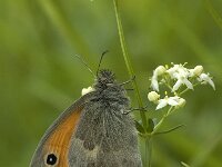 Coenonympha pamphilus 18, Hooibeestje, Saxifraga-Jan van der Straaten