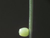 Coenonympha pamphilus 2, Hooibeestje, Saxifraga-Frits Bink