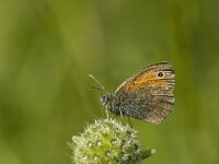 Coenonympha pamphilus 32, Hooibeestje, Saxifraga-Jan van der Straaten