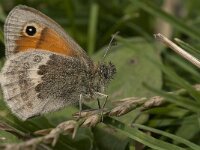 Coenonympha pamphilus 45, Hooibeestje, Saxifraga-Jan van der Straaten