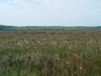 Coenonympha tullia 1, Veenhooibeestje, habitat, Vlinderstichting-Henk Bosma