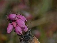 Coenonympha tullia 10, Veenhooibeestje, Vlinderstichting-Albert Vliegenthart