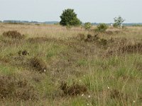 Coenonympha tullia 5, Veenhooibeestje, NL, Drenthe, Noordenveld, Fochteloerveen, Vlinderstichting-Joost Uittenbogaard